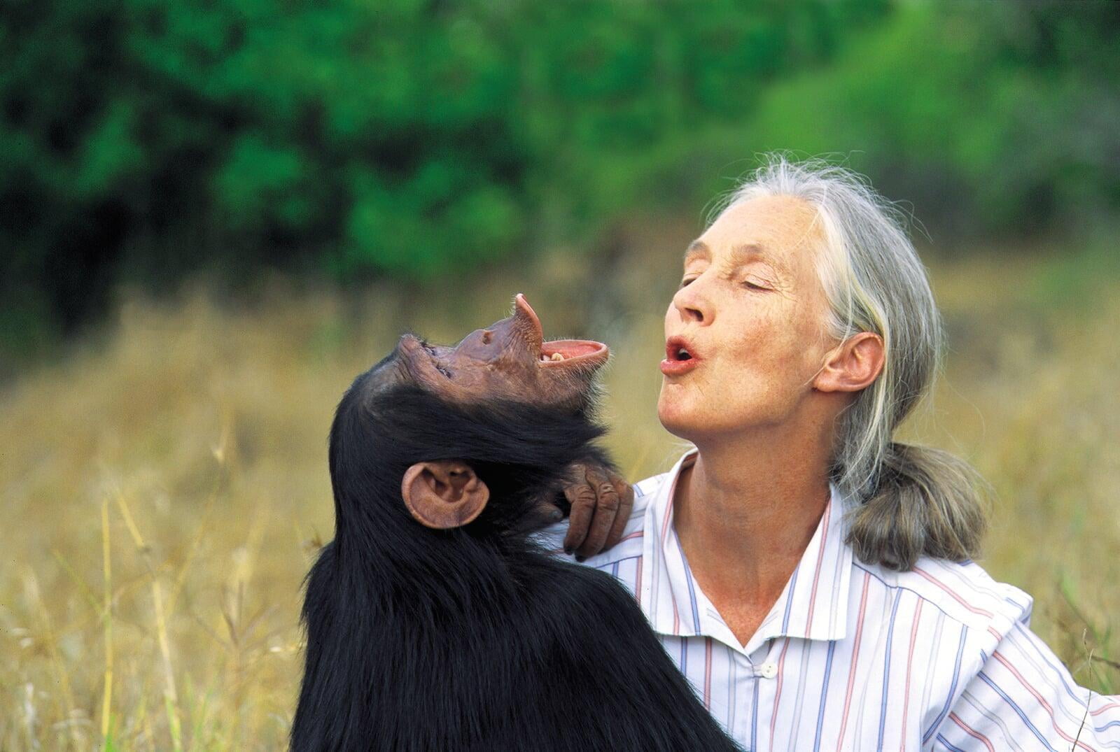 The voice of DrJane Goodall
